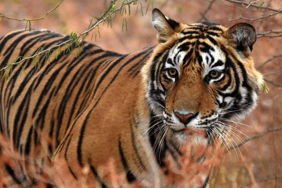 From Jaipur: One Day Trip to Ranthambore Tiger Safari - Park entry and the jeep-versus-canter choice: how it changes what you feel