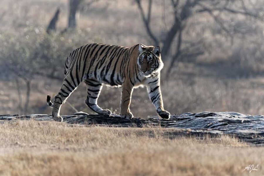 From Jaipur: One Day Trip to Ranthambore Tiger Safari - Price and value: is around $100 per person reasonable