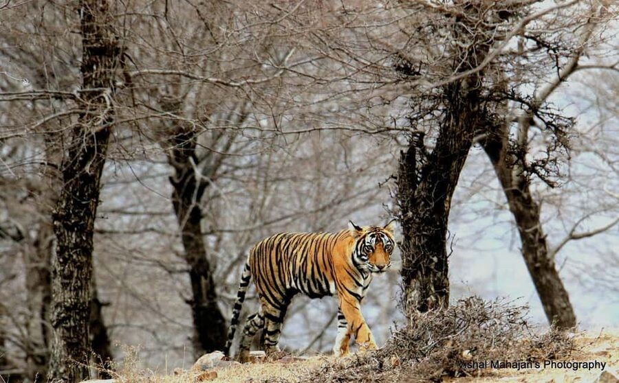 From Jaipur: One Day Trip to Ranthambore Tiger Safari - The timing game: your afternoon safari slot and what to plan around