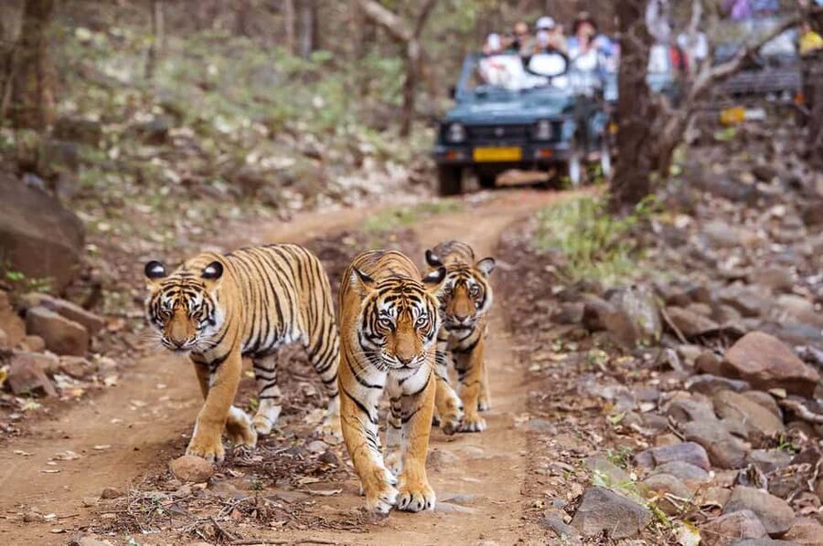From Jaipur: Praivte Ranthambore Tour By Jeep Canter Safari - Inside the Park with a Certified Guide: What You Learn Matters