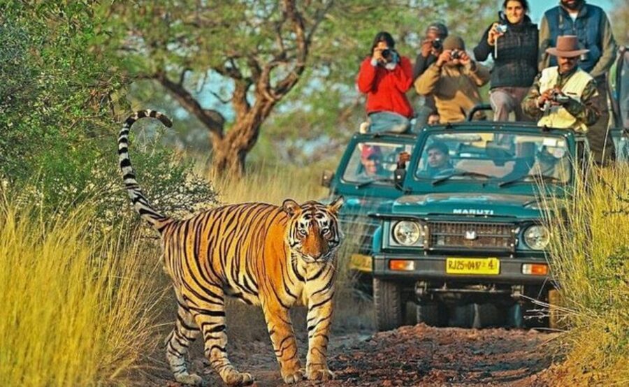 From Jaipur: Praivte Ranthambore Tour By Jeep Canter Safari - Rural Women Craft: A Smart Detour for Souvenirs