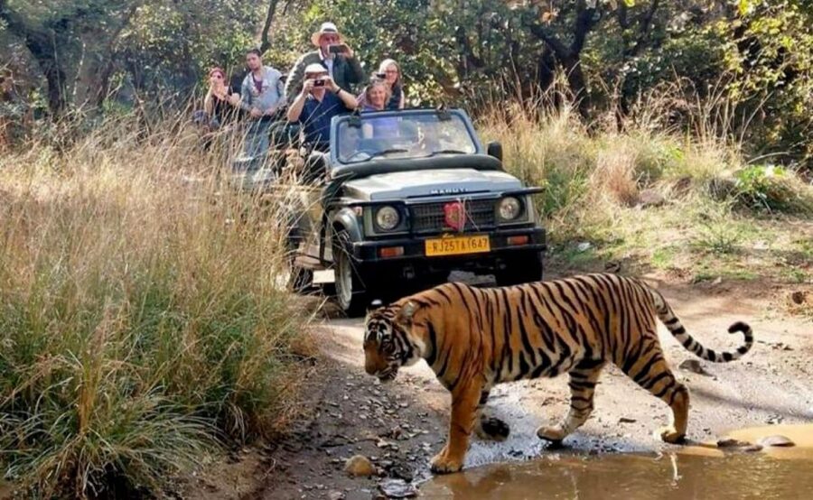 From Jaipur: Praivte Ranthambore Tour By Jeep Canter Safari - Food, Comfort, and Dust: Make the Day Easier
