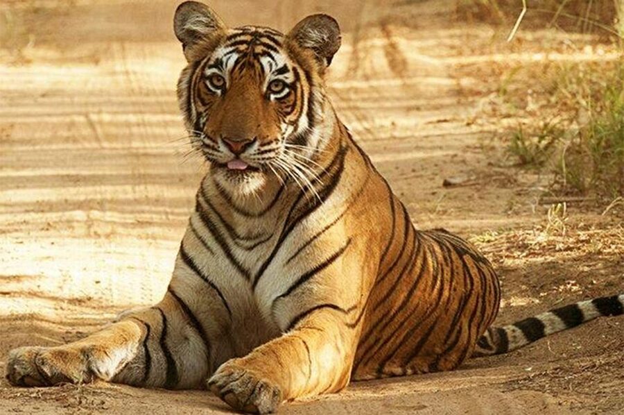 From Jaipur: Praivte Ranthambore Tour By Jeep Canter Safari - Should You Book This Jaipur-to-Ranthambore Jeep/Canter Safari?