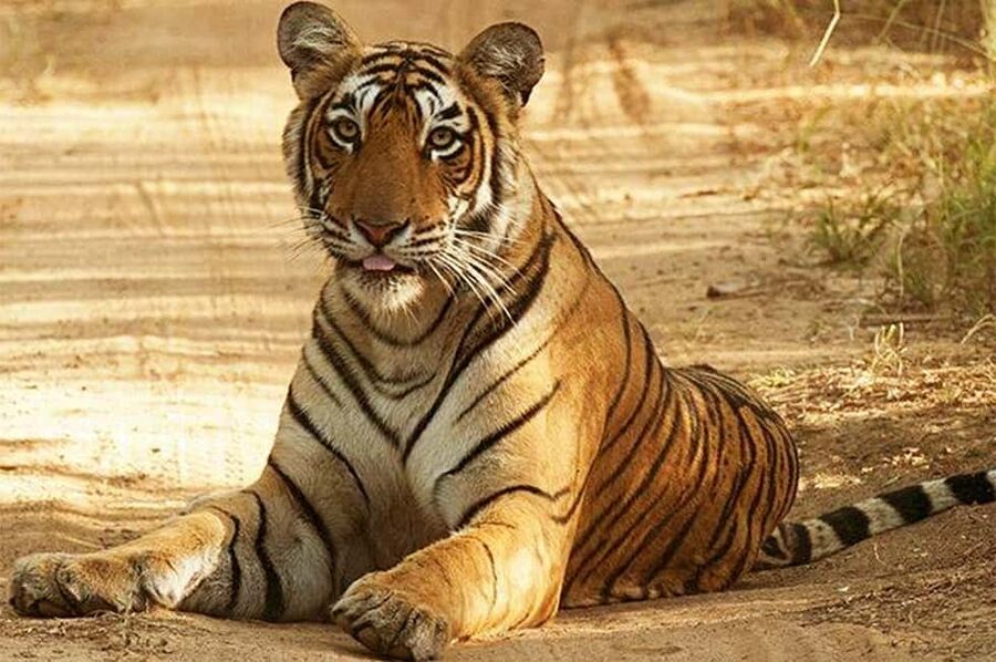 From Jaipur: Praivte Ranthambore Tour By Jeep Canter Safari - 2 PM Safari Start: Picking Jeep vs Canter Without Regrets