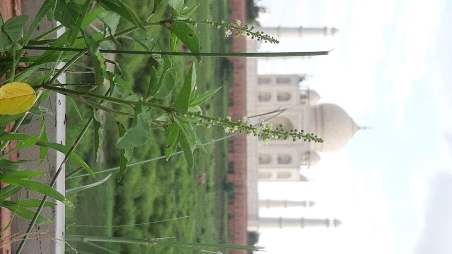 From Jaipur: Private Taj Mahal Sunrise & Agra Fort Tour - Agra Fort: Trading the Love Story for Mughal Power