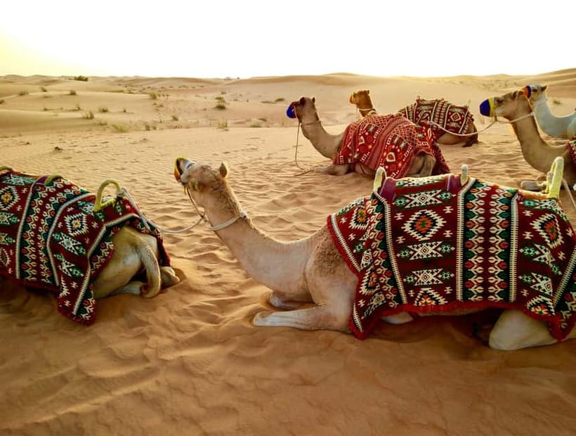 From Jaipur: Pushkar and Ajmer Private Day Trip - The Real Value of an 11-Hour Jaipur-to-Pushkar-to-Ajmer Circuit