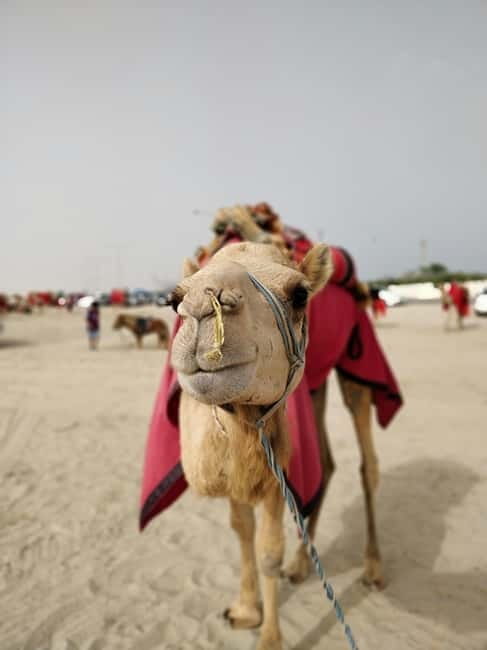 From Jaipur: Pushkar and Ajmer Private Day Trip - Price and Logistics: What $43 Covers, What It Doesn’t