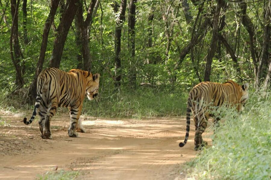 From Jaipur: Ranthambore National Park Day Trip with Safari - Why a Jaipur Day Trip to Ranthambore Works with the Long Drive
