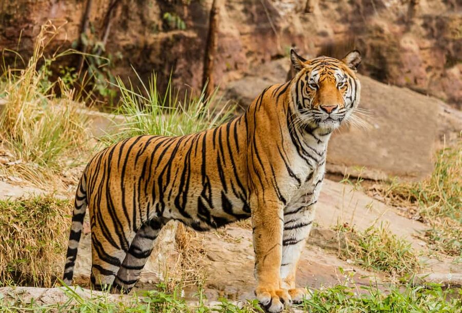 From Jaipur: Ranthambore National Park Day Trip with Safari - The Jaipur Pickup and the Aravalli Hills Road to Sawai Madhopur