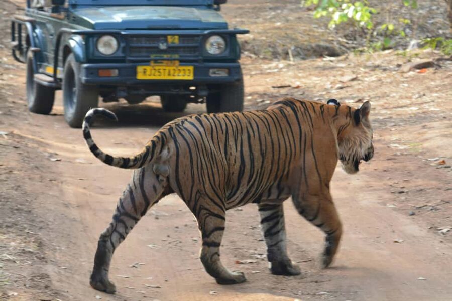 From Jaipur: Ranthambore National Park Day Trip with Safari - Your 3.25-Hour Safari: What the Naturalist Is Really Doing