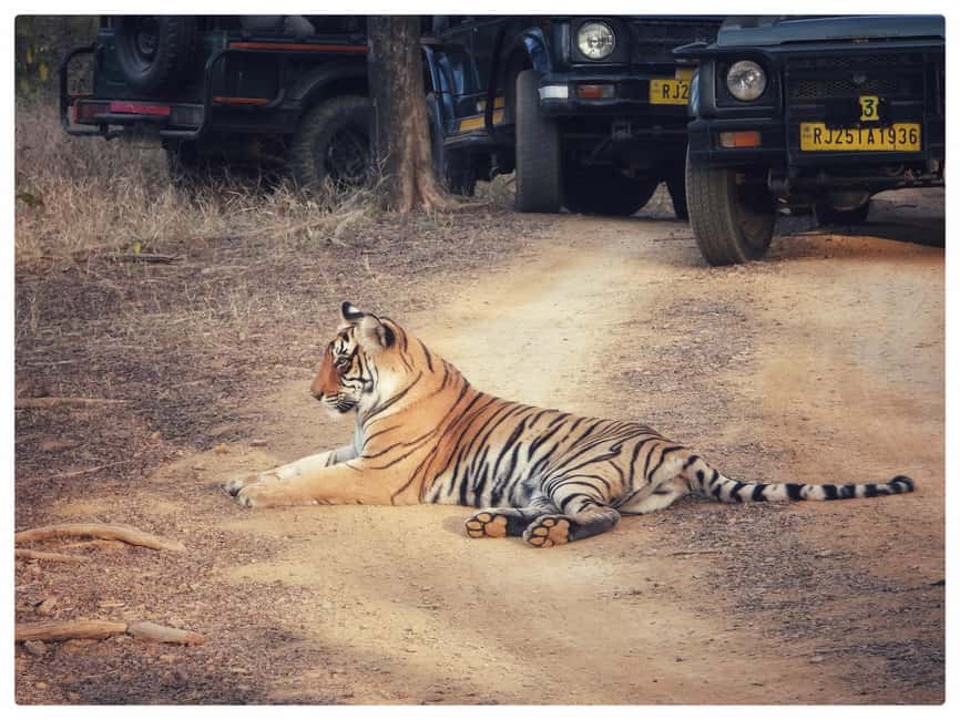 From Jaipur: Ranthambore National Park Day Trip with Safari - Tigers, Crocodiles, Leopards, Sloth Bears: The Real Range of Wildlife Here