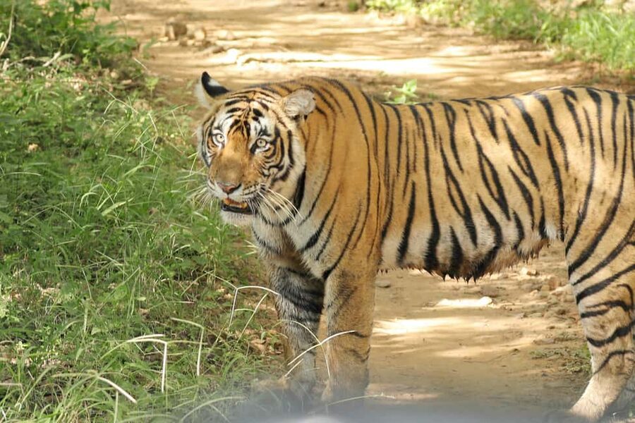 From Jaipur: Ranthambore National Park Day Trip with Safari - Timing Game: Morning vs Afternoon for Tiger Activity