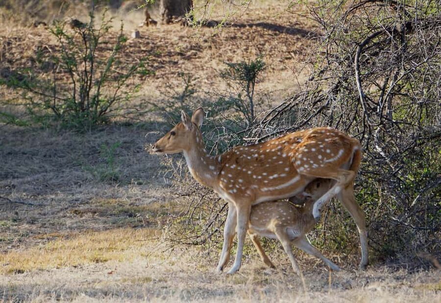 From Jaipur: Ranthambore National Park Day Trip with Safari - Zone Assignment: Why It Feels Like Strategy (Even When It’s Not)
