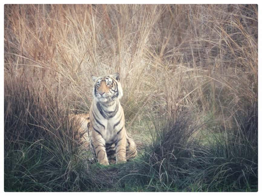 From Jaipur: Ranthambore National Park Day Trip with Safari - Entering the Reserve: Jeep vs Canter (and How It Changes Your Tiger Odds)