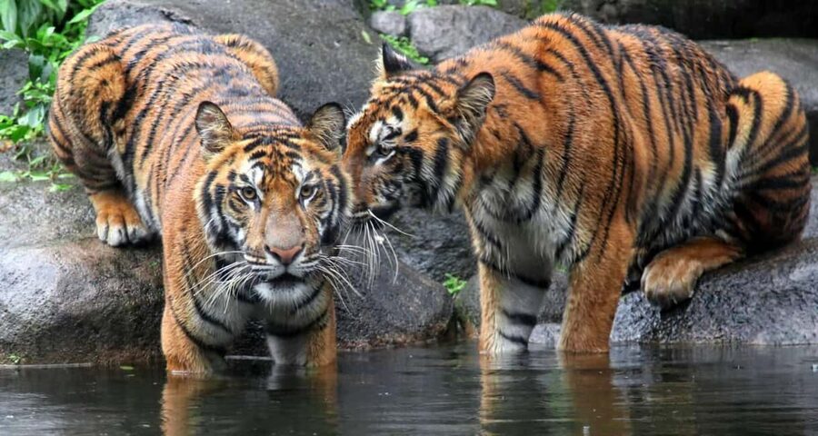 From Jaipur: Ranthambore Private Day Trip with Tiger Safari - Ranthambore in a Day: What This Jaipur Trip Really Delivers