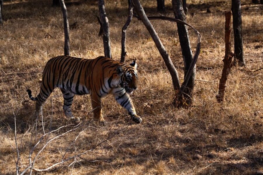 From Jaipur: Ranthambore Private Day Trip with Tiger Safari - Who This Trip Fits Best (and Who Should Skip It)