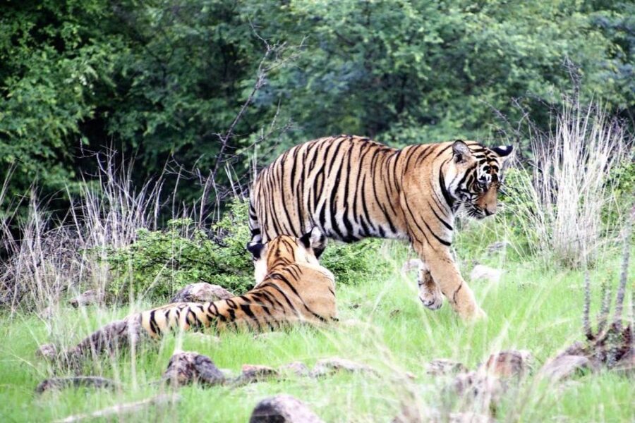 From Jaipur: Ranthambore Private Day Trip with Tiger Safari - Potential Snags: Booking Issues and Guide Communication