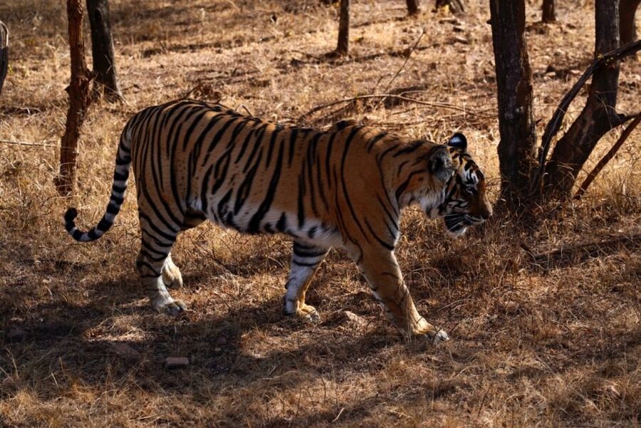 From Jaipur: Ranthambore Private Day Trip with Tiger Safari - The Drive From Jaipur to Sawai Madhopur: Timing You Can Plan Around