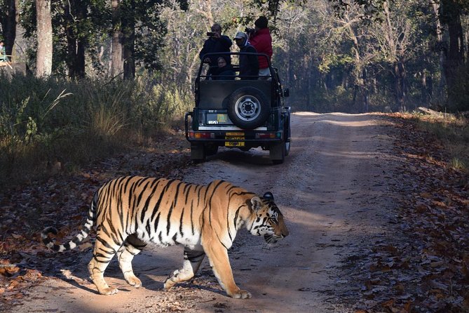 From Jaipur: Ranthambore Tiger Safari Private Day Tour - Key takeaways before you go