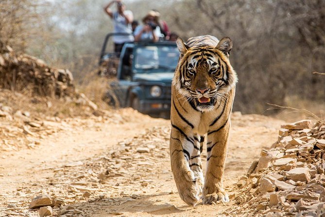 From Jaipur: Ranthambore Tiger Safari Private Day Tour - Jaipur to Ranthambore: Transfers, Timing, and What the Day Feels Like