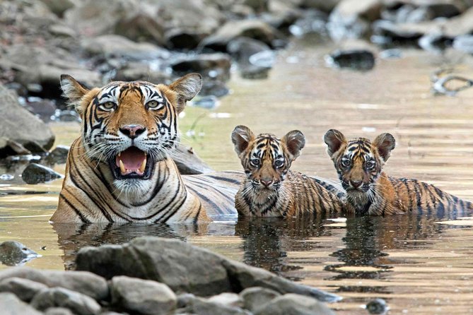 From Jaipur: Ranthambore Tiger Safari Private Day Tour - Royal Fort and Ancient Temples: History You’ll See While You’re Waiting for Wildlife
