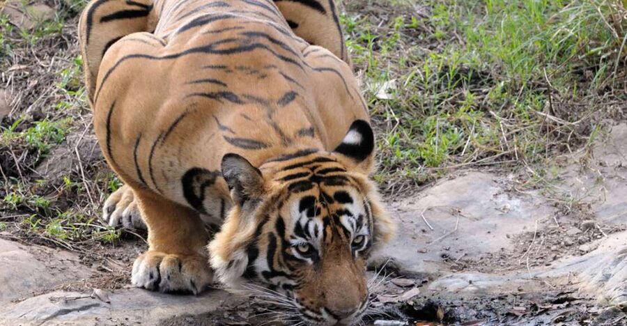 From Jaipur: Ranthambore Tour with Cab - Jeeps and canters: your best strategy for spotting wildlife