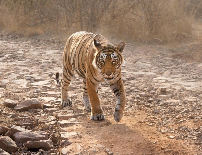 From Jaipur: Ranthambore Tour with Cab - The day’s timing: why the afternoon matters and how long you’ll be out