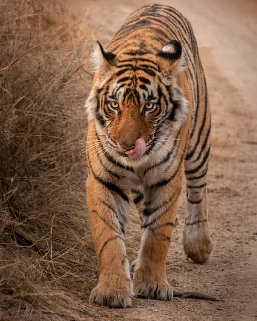 From Jaipur: Sariska National Park Day trip with Safari - Key things to know before you go