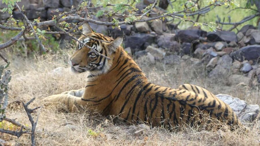 From Jaipur: Sariska National Park Day trip with Safari - Why Sariska is such a smart tiger-reserve day trip from Jaipur