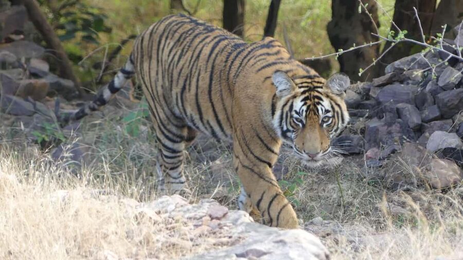 From Jaipur: Sariska National Park Day trip with Safari - Jeep vs canter: how the vehicle choice can make or break your safari