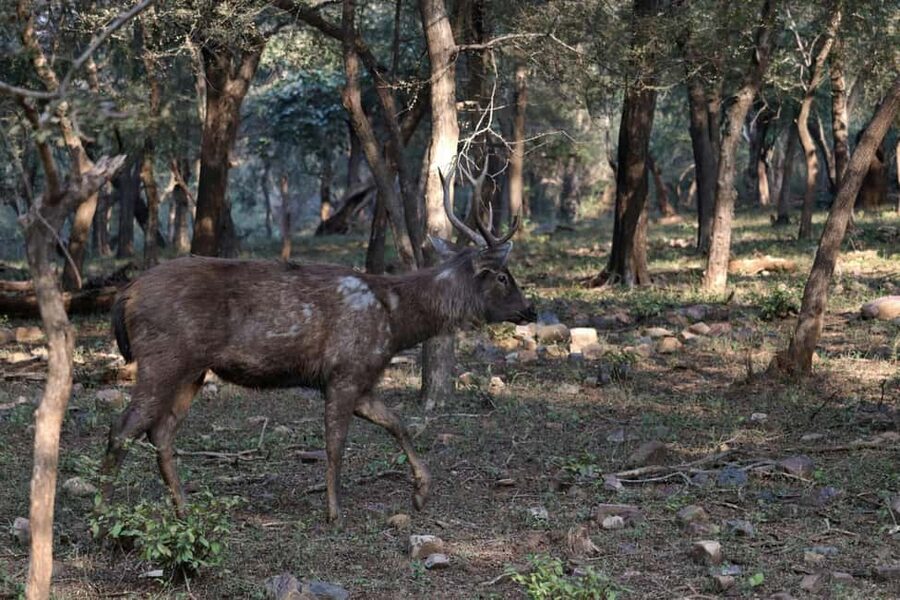 From Jaipur: Sariska National Park Day trip with Safari - Tigers are the star—so here’s how to think about that