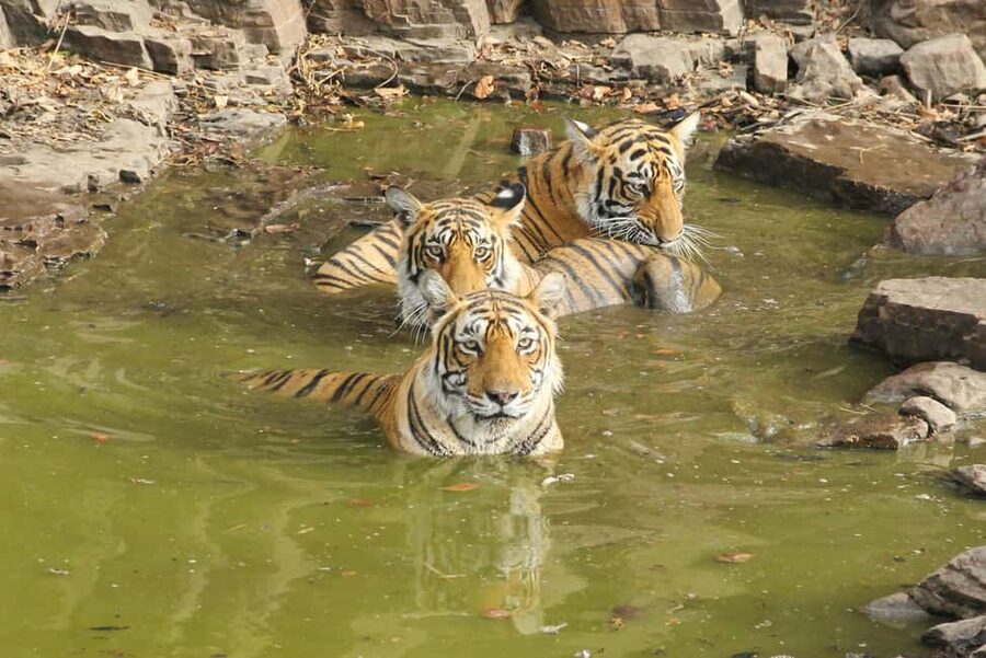 From Jaipur: Sariska National Park Day trip with Safari - How the 8 hours usually plays out on the ground