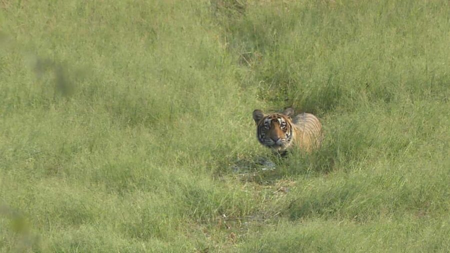 From Jaipur: Sariska National Park Day trip with Safari - The 2–3 hour drive: comfortable transport, real scenery, and timing pressure