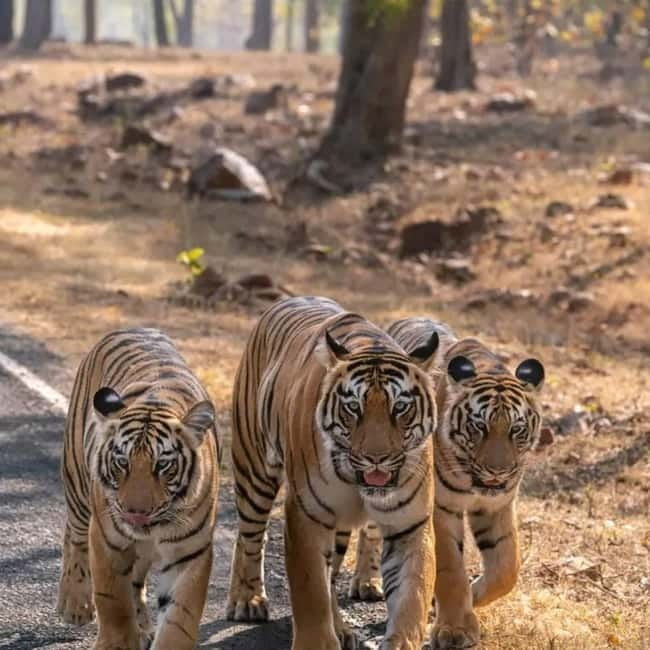 From Ranthambore: Official Tiger Safari in Canter With Guide - Quick hits before you go