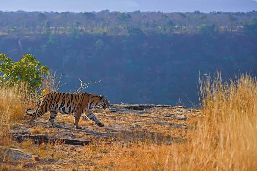 From Ranthambore: Official Tiger Safari in Canter With Guide - A 3-hour Ranthambore safari on a shared 20-seat Canter