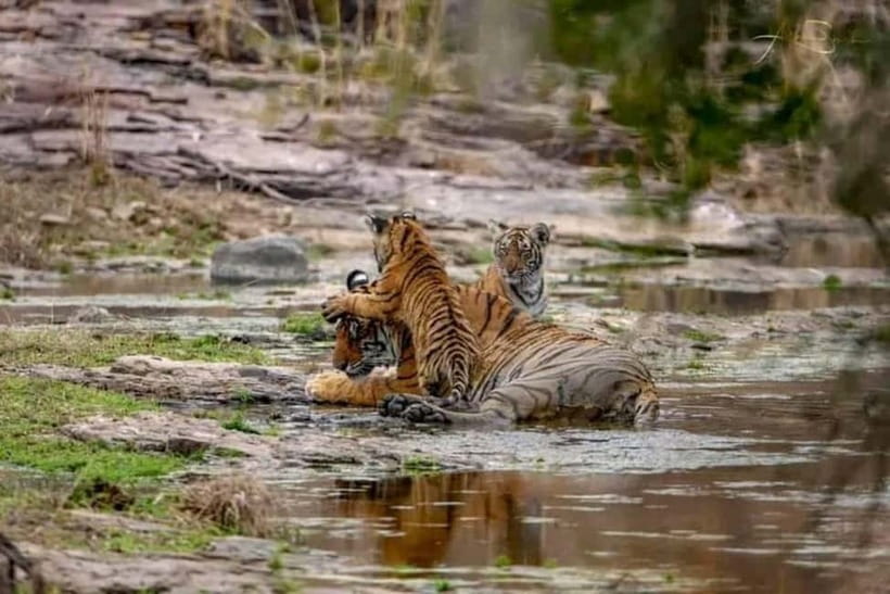 From Ranthambore: Official Tiger Safari in Canter With Guide - The most important decision: zones 1–5 versus the rest