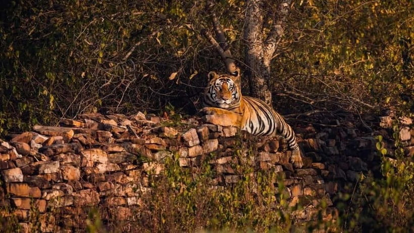 From Ranthambore: Official Tiger Safari in Canter With Guide - Ganesh Dham Circle meetup: what to expect before the park