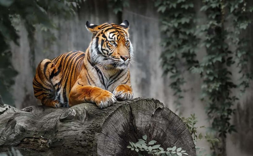 From Ranthambore: Official Tiger Safari in Canter With Guide - Wildlife you might see: tigers, leopards, sloth bears, and more
