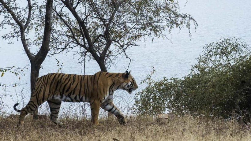 From Ranthambore: Official Tiger Safari in Canter With Guide - Can you guarantee a tiger? No—and that is part of the point