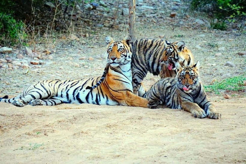 From Ranthambore: Official Tiger Safari in Canter With Guide - Value for money: what $27 buys you in Ranthambore