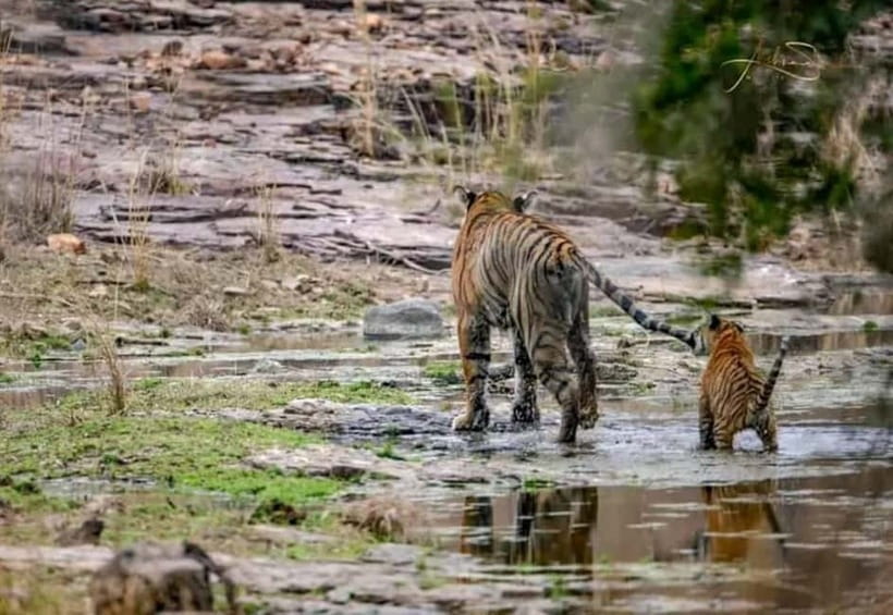 From Ranthambore: Official Tiger Safari in Canter With Guide - Morning or afternoon: which slot works better