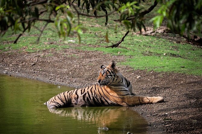 Full-Day Trip to Ranthambore National Park from Jaipur - Key things that make this day trip work