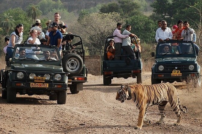 Full-Day Trip to Ranthambore National Park from Jaipur - Getting from Jaipur to Ranthambore: the comfort part of the plan