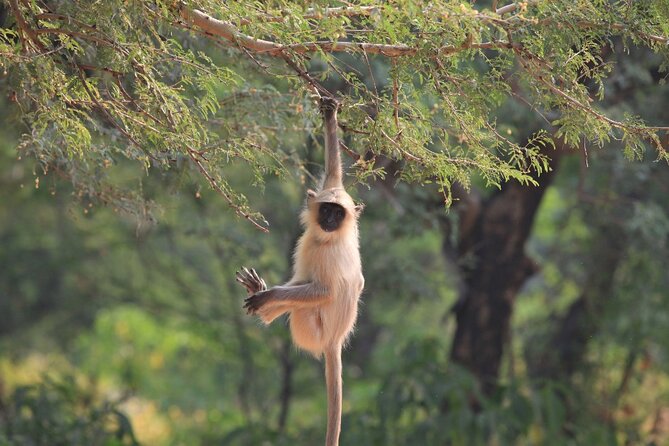 Golden Triangle & Ranthambore: 4-Day Private Tour from Delhi - Price and Value: What $215 Buys (and What It Doesn’t)