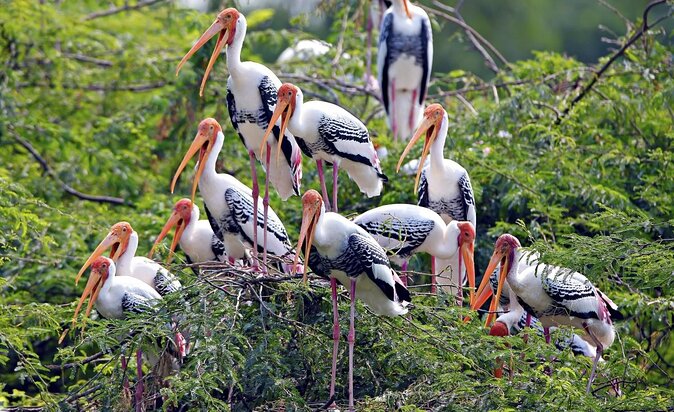 Guided Keoladeo Bird National Park Tour in Bharatpur from Jaipur - Keoladeo From Jaipur: What You’re Really Signing Up For