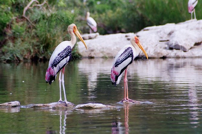 Guided Keoladeo Bird National Park Tour in Bharatpur from Jaipur - Price and Value: Is $108 Per Person a Fair Deal?