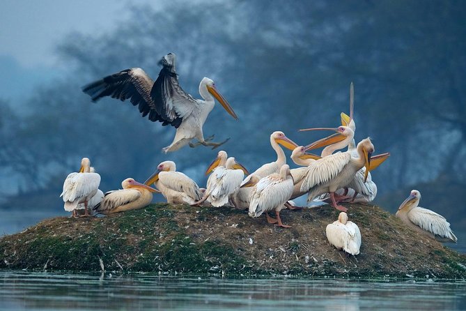 Guided Keoladeo Bird National Park Tour in Bharatpur from Jaipur - A Possible Catch: The Long Day and the Heat Factor