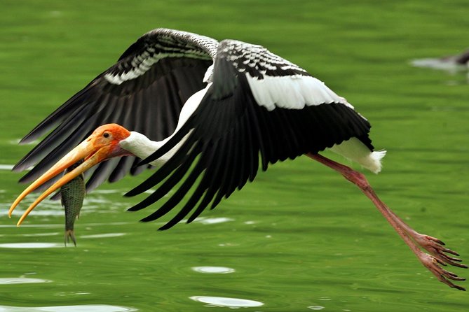 Guided Keoladeo Bird National Park Tour in Bharatpur from Jaipur - What You Can See: Birds First, Then the Surprise Wildlife