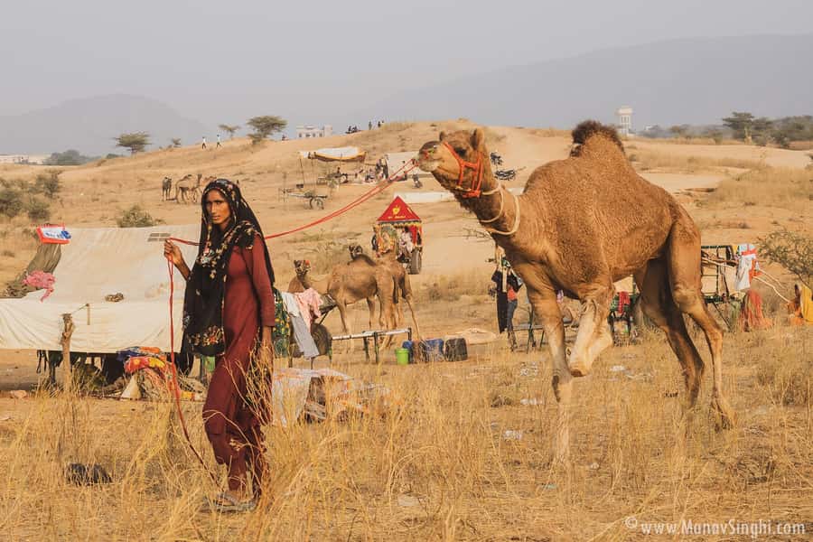 Jaipur: Ajmer & Pushkar Day Trip with Lunch & Camel ride - A day of Sufi calm, temple oddities, and lake rituals
