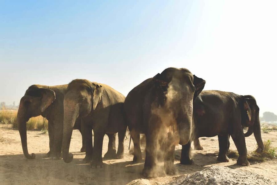 Jaipur: Elefantastic Elephant Sanctuary Tour - Getting to Elefantastic from Jaipur: The easy part